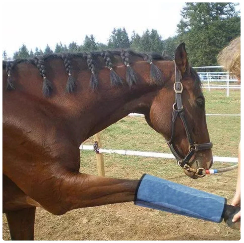 Horse Leg Fly Boots